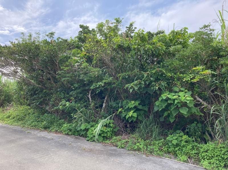 Agricultural Land for Sale in Higashi Village, Okinawa - 2,309 sqm - Thumbnail 4