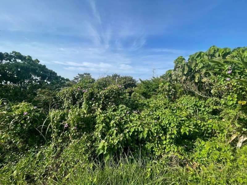 25,655 sqm Forest Land for Sale in Ōgimi Village, Okinawa - Thumbnail 4