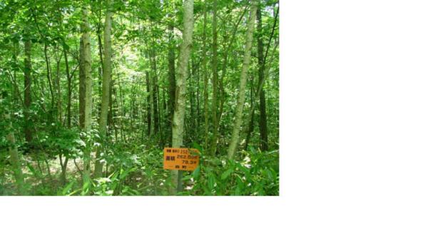 a vacant lot - Thumbnail 4