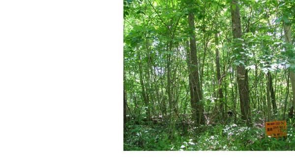 a vacant lot - Thumbnail 4