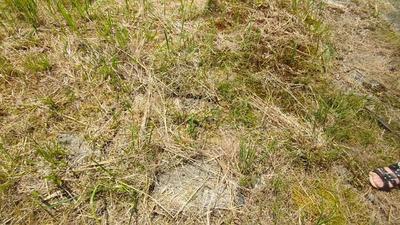 Traditional 4K House with Large Land Plot in Nyuzen, Toyama — Image 3, Nyuzen, Toyama