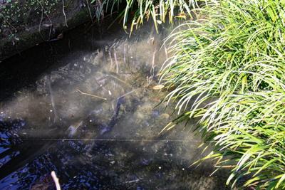 Traditional 8DK House with Stream in Kijo Mountains, Miyazaki — Image 1, Kijo, Miyazaki