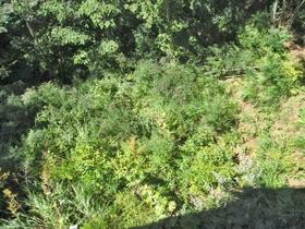 Hot Spring Home in Izu Mountains - 3LDK with Large Land — Image 4, Izu, Shizuoka