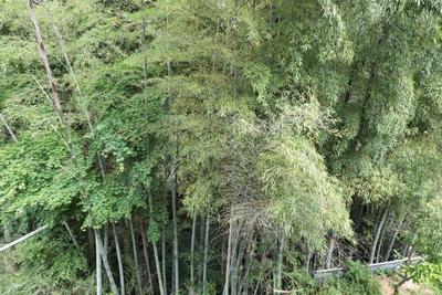 Spacious 4LDK House in Gotemba with Mountain Views — Image 2, Gotemba, Shizuoka