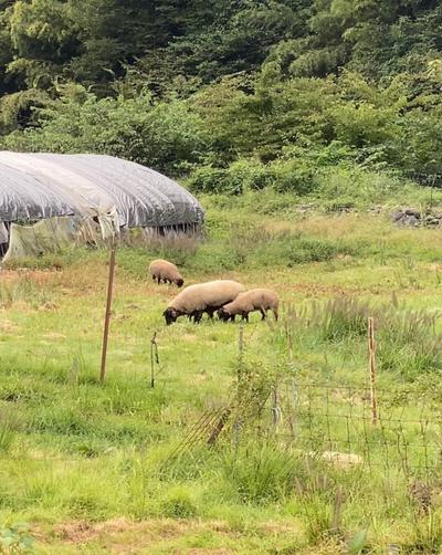 [Hatomark Site] 3DK Used Detached House in Daimon, Nagano Prefecture, Nagano Prefecture — Image 2, Nagawa, Nagano