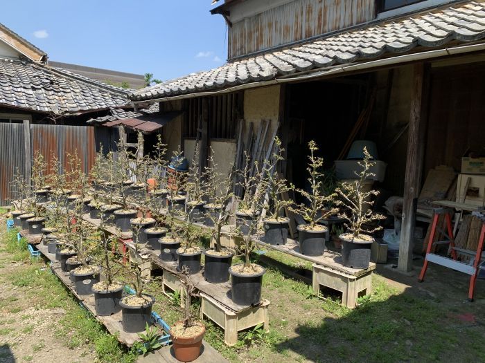 Land for Sale in Miyoshi, Tokushima - 1402 sqm Plot - Thumbnail 2