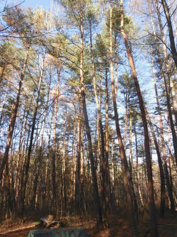 Villa Land for Sale in Tsumagoi, Gunma - 206 sqm Plot - Thumbnail 3