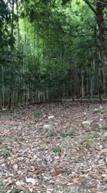 138 sqm Forest Land for Sale in Hiroshima's Asakita Ward - Thumbnail 2