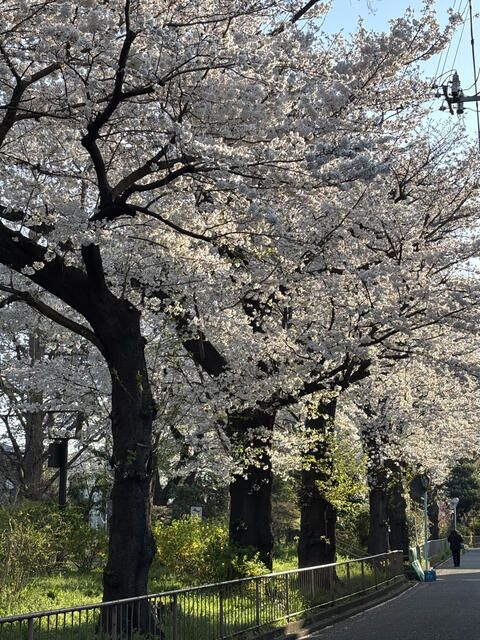 Residential Land for Sale in Shimotakaido, Suginami, Tokyo - Thumbnail 4