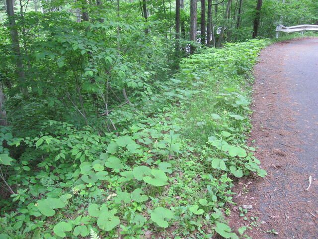 Vacant Land for Sale in Nojiriko Kogen, Shinano Town, Nagano - Thumbnail 3