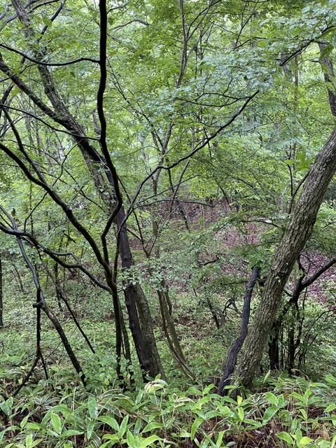 Land for Sale in Karuizawa Lake New Town, Nagano - Thumbnail 3