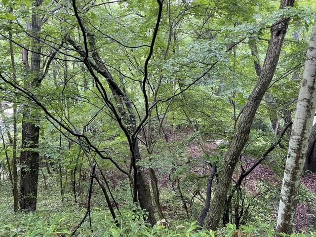 Land for Sale in Karuizawa Lake New Town, Nagano - Thumbnail 2