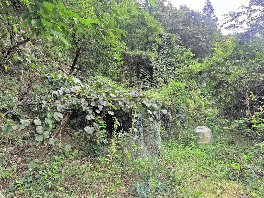 Farmland with Kiwi Trees for Sale in Nagano's Matsushiro - Thumbnail 2