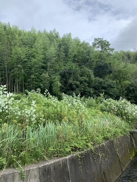 Agricultural Land for Sale in Kinokawa, Wakayama - 1448 sqm - Thumbnail 2