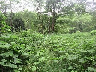 330 sqm Forest Land for Sale in Nagano, Gunma - Vacation Home Plot - Thumbnail 2