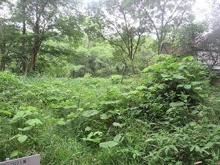 330 sqm Forest Land for Sale in Nagano, Gunma - Vacation Home Plot - Thumbnail 3