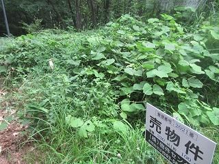 330 sqm Forest Land for Sale in Nagano, Gunma - Vacation Home Plot - Image 1
