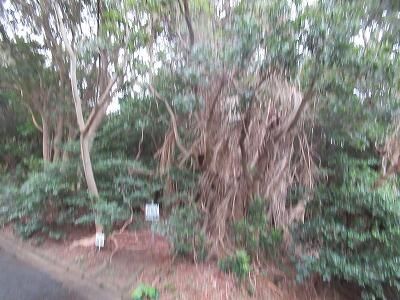 305sqm Forest Land for Sale in Susami, Wakayama - Vacation Home Plot - Thumbnail 2