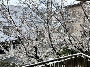 203m² Apartment for Sale in Nakameguro, Meguro, Tokyo - Thumbnail 3
