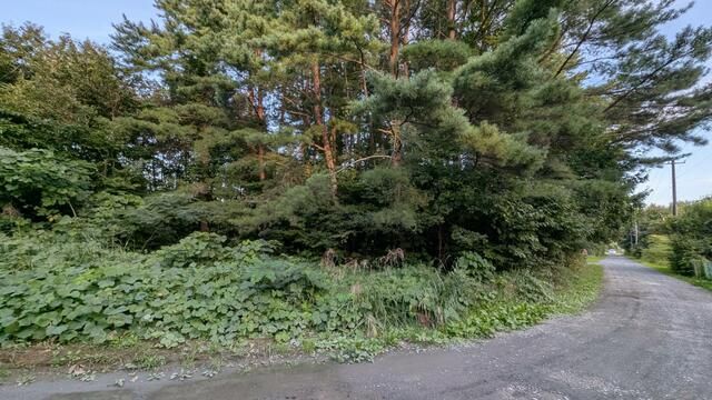 149 sqm Forest Land for Sale in Hashikami, Aomori - Thumbnail 2