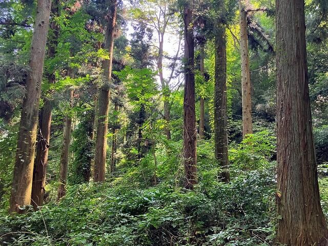 2,276 sqm Forest Land for Sale in Iizaka Town, Fukushima - Thumbnail 3