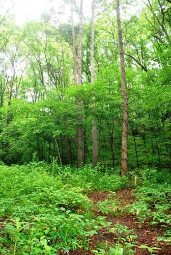 Residential Land Plot in Kita-Karuizawa, Gunma - 330.4 sqm - Thumbnail 2