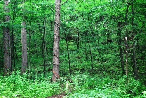 Residential Land Plot in Kita-Karuizawa, Gunma - 330.4 sqm - Thumbnail 3