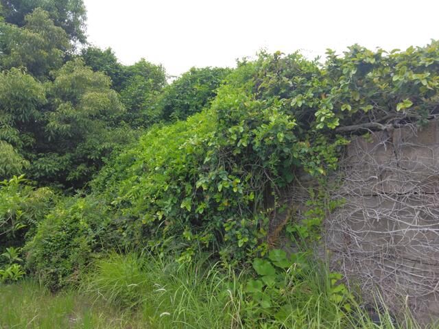 Land for Sale in Higashi-Sakurajima, Kagoshima - 395.67 sqm - Thumbnail 3
