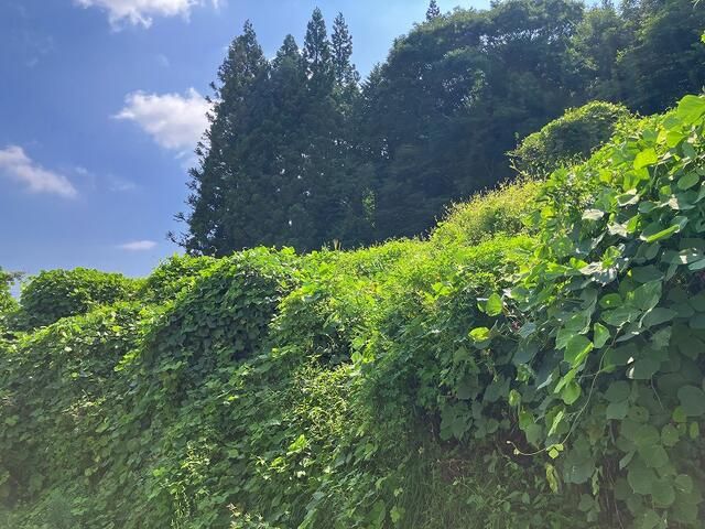 Forest Land for Sale in Iizaka Town, Fukushima - 2,828 sqm - Thumbnail 4