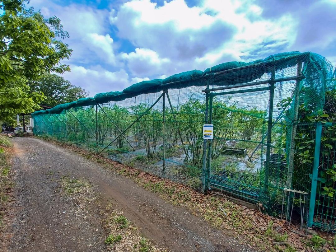Land for Sale in Hachioji Tokyo - Blueberry Farm Storage Yard - Thumbnail 2