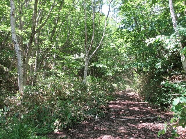 1,029 sqm Forest Land for Vacation Home in Takayama, Gifu - Thumbnail 2