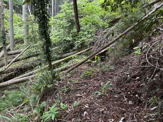 1,785 sqm Land for Sale in Isumi City, Chiba - Secluded Rural Parcel - Thumbnail 4
