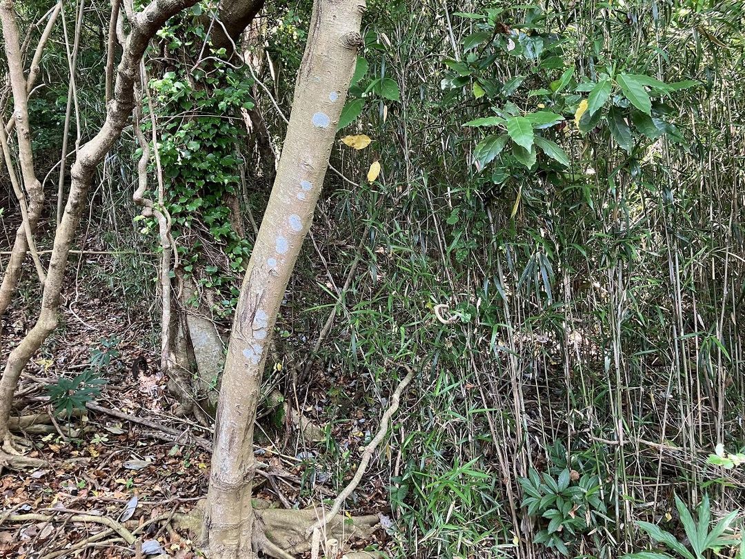 87.42 Tsubo Land for Sale in Sodegaura, Chiba - Storage Yard - Thumbnail 2