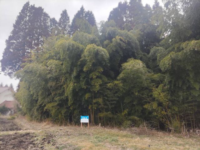 830 sqm Forest Land for Sale in Kuju, Oita Prefecture - Thumbnail 2