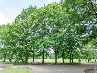 Land for Sale in Suginami, Tokyo - Building Condition Attached - Thumbnail 4