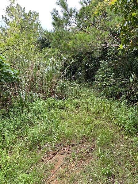 Hilltop Land with Pond and Shikuwasa Trees in Ogimi Village, Okinawa - Thumbnail 2