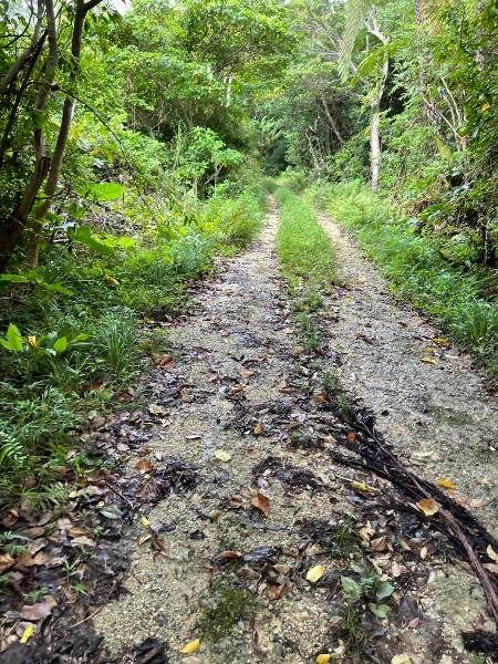 Hilltop Land with Pond and Shikuwasa Trees in Ogimi Village, Okinawa - Thumbnail 3