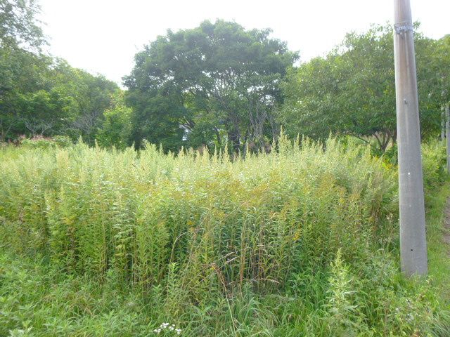 100 Tsubo Land for Sale in Quiet Otaru Residential Area - Thumbnail 3