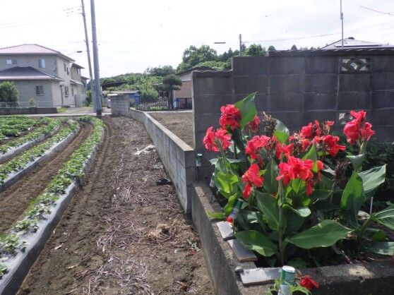 Vacant Land for Sale in Tokai Village, Ibaraki - 334.27 sqm - Thumbnail 2