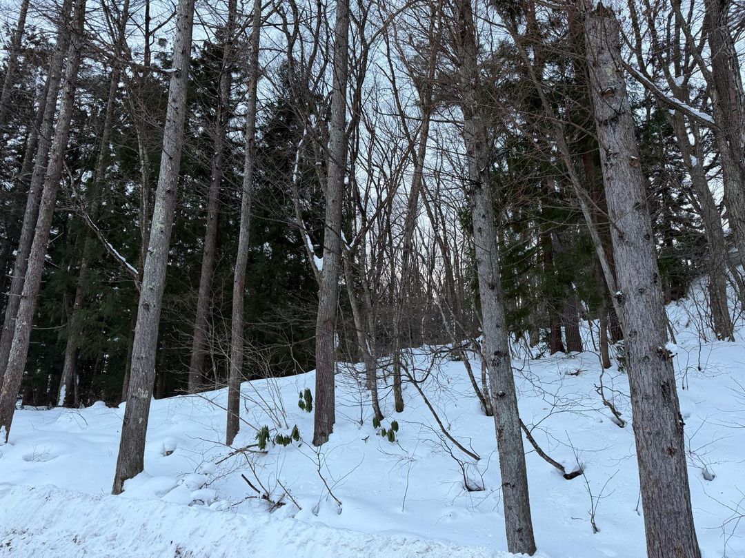 500 sqm Land for Sale in Hakuba, Nagano – Luxury Chalet Site - Thumbnail 4