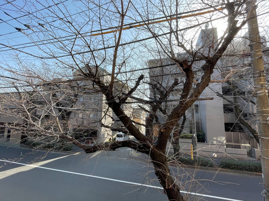 Renovated 3LDK Apartment in The Park House Mitaka Sakura Residence - Thumbnail 3