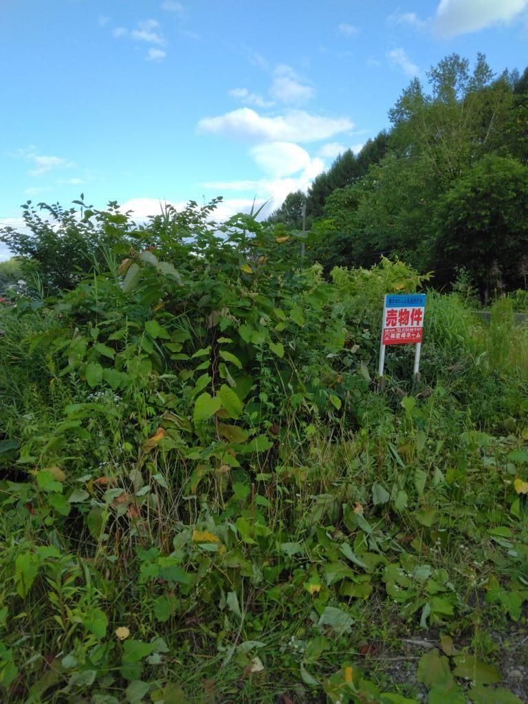 Vacant Corner Land Plot for Sale in Quiet Otaru, Hokkaido - Thumbnail 3