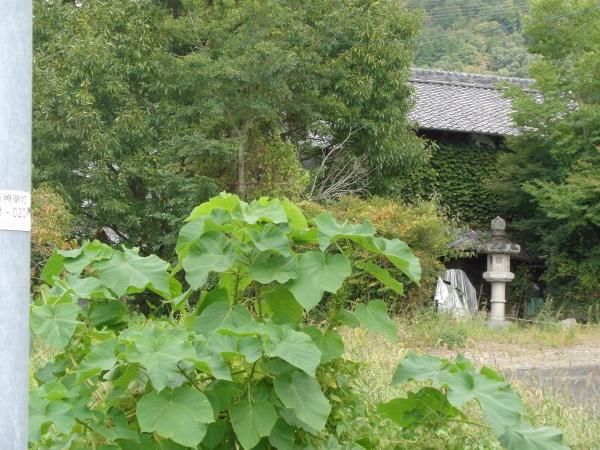 Land with Old House for Sale in Kameoka, Kyoto - Thumbnail 3