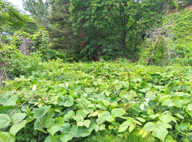 Vacant Land for Sale in Otaru, Hokkaido - 436.6 sqm Plot - Thumbnail 3