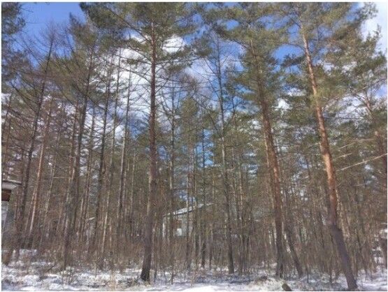 Land for Sale in Tsumagoi Village, Gunma – 330 sqm - Thumbnail 4