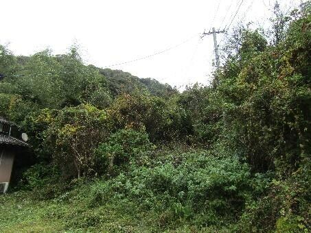 Pet-Friendly Farmland House for Rent in Kitsuki, Oita - Thumbnail 3