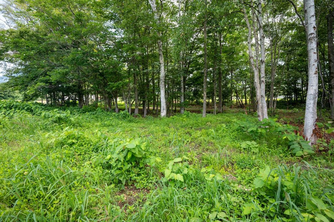 Land for Sale in Kondo, Niseko - 331 sqm - Thumbnail 4