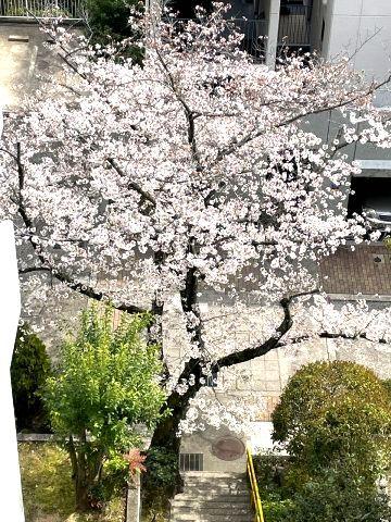 3LDK Apartment with Tea Room in Ashiya Garden Hills — Image 2, Ashiya, Hyogo