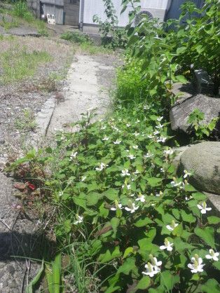 Vacant Land for Sale in Saikai City, Nagasaki - 59.22 sqm - Thumbnail 4