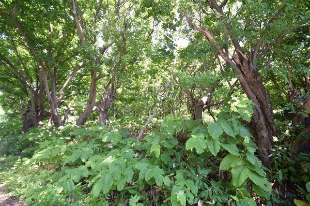 904 Tsubo Land for Sale in Otaru, Hokkaido - Near Shioya Beach - Thumbnail 4